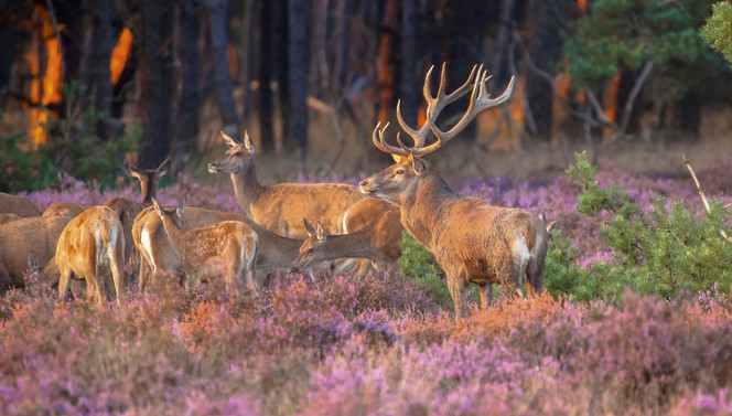 Deer in the meadow