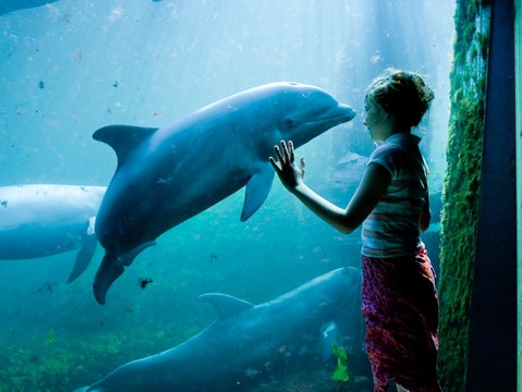 Dolfinarium
