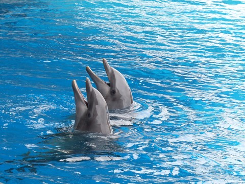Dolfinarium arrangement