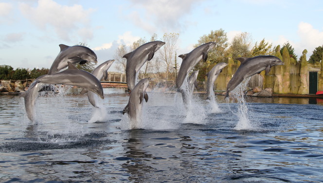 Dolfinarium