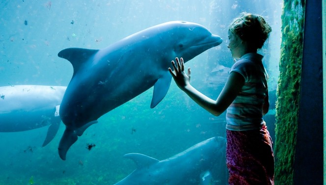 Dolfinarium