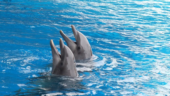 Dolfinarium arrangement