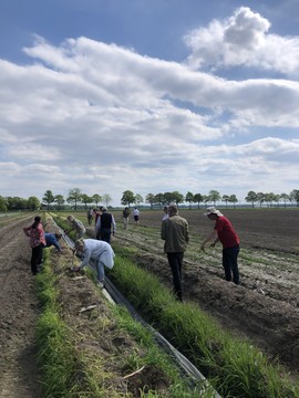 Asperges steken